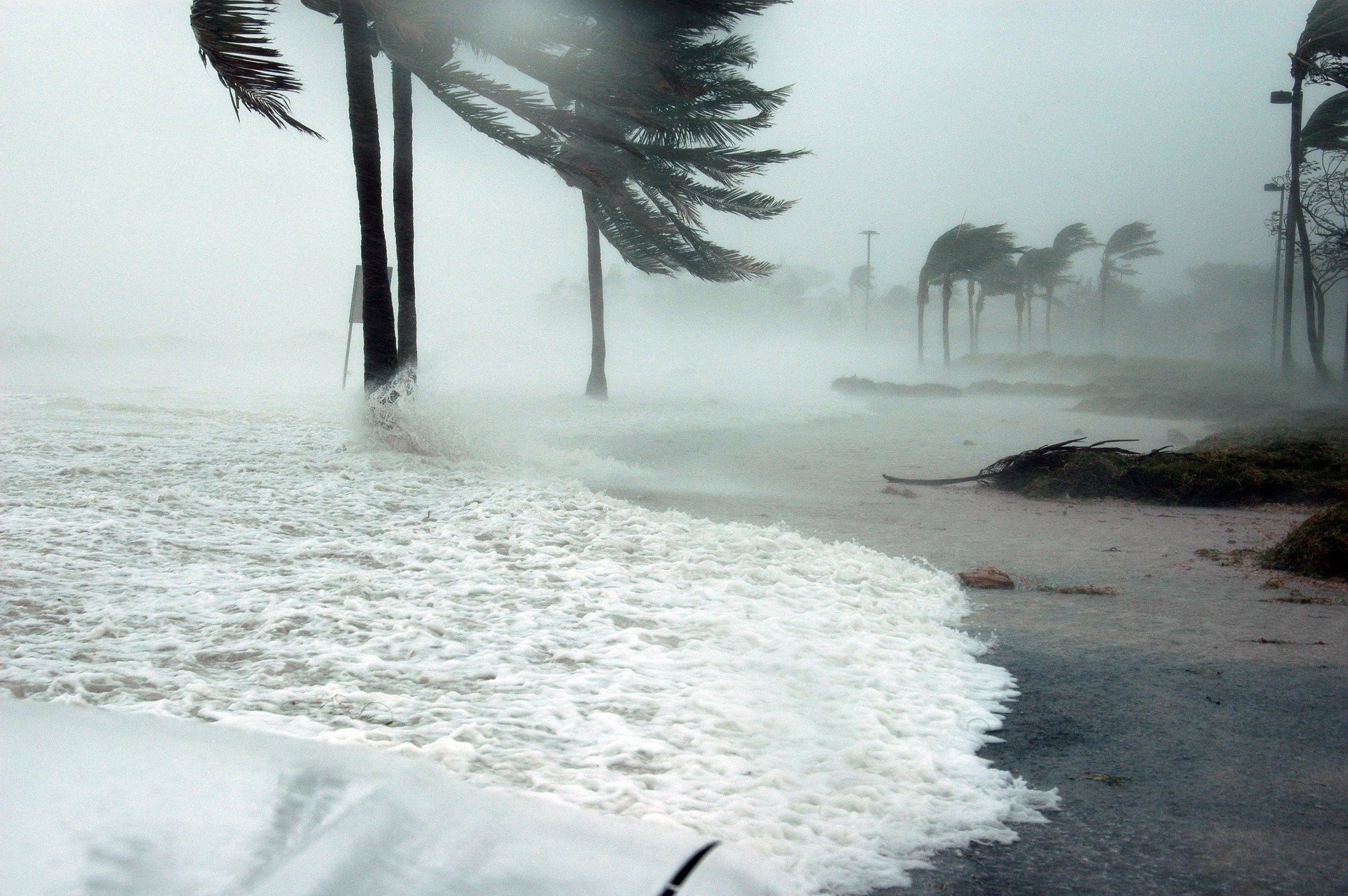 strong storm winds sway the palm trees and waves crash on the shore